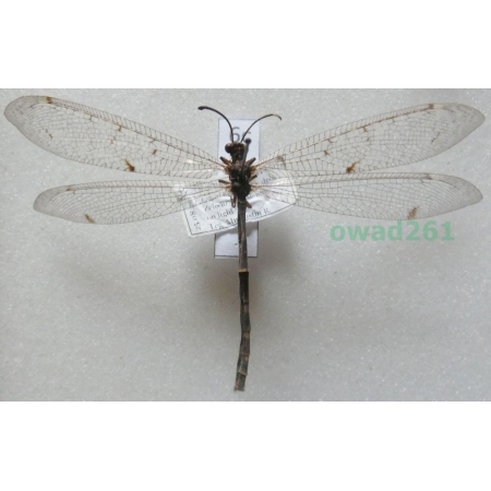 Myrmeleon formicarius (Linnaeus, 1767) Ukraine6c